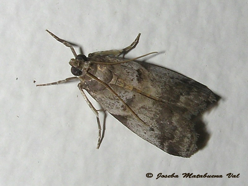 Pyralidae da id: Acrobasis glaucella